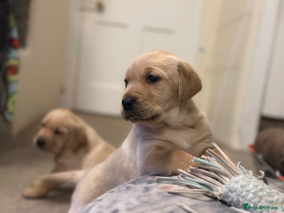 Golden Retriever dogs for sale: Friendly happy healthy, stunning puppies  - Advert 17