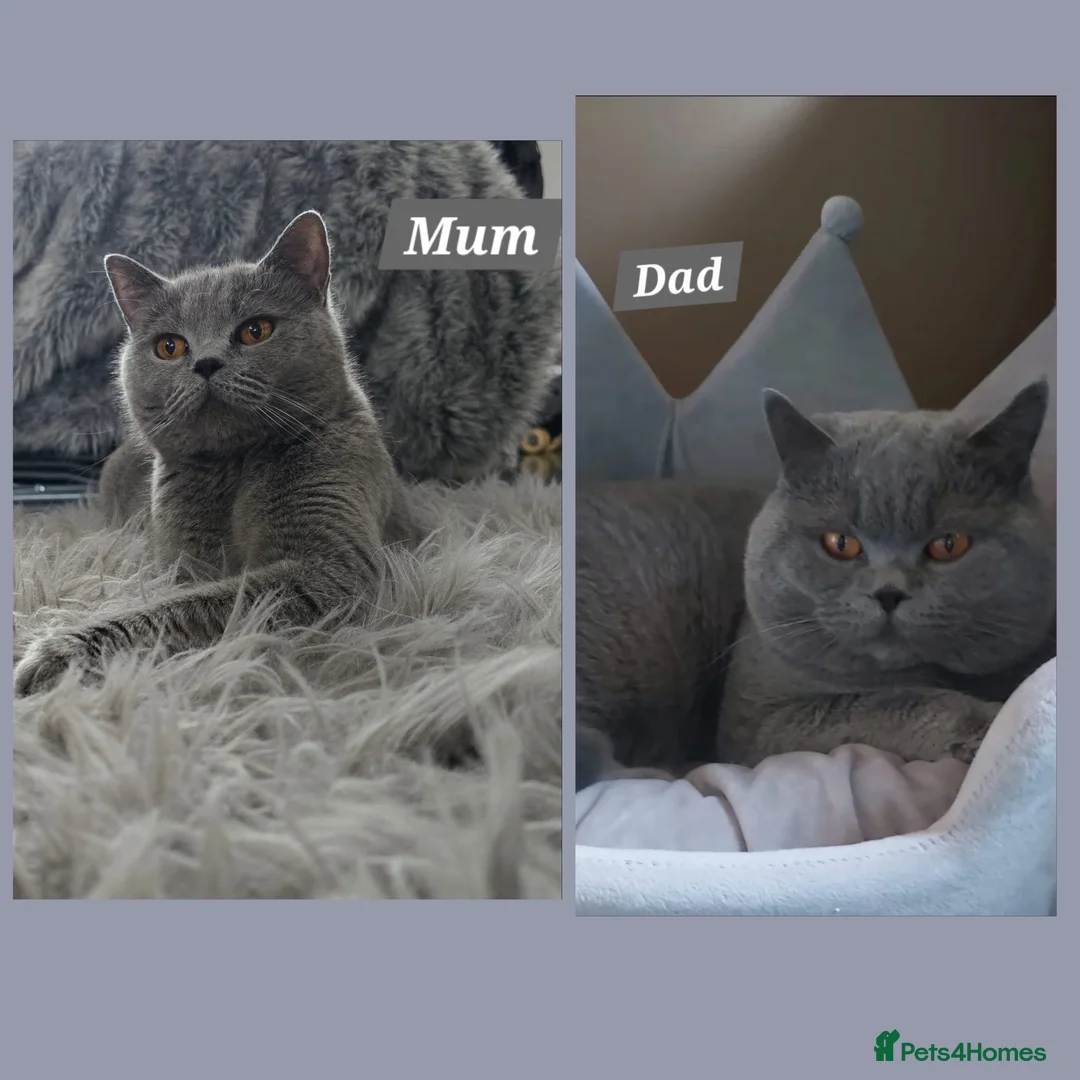 British Shorthair cats for sale: Pure breed gorgeous british blue kittens - Advert 2