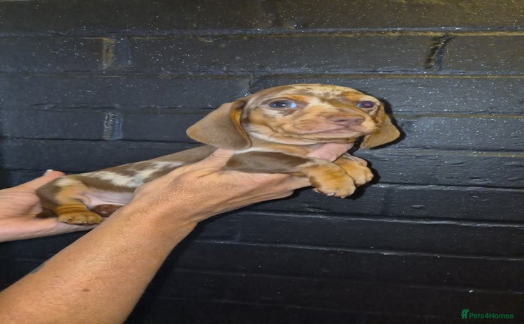 Dachshund dogs - Advert 4