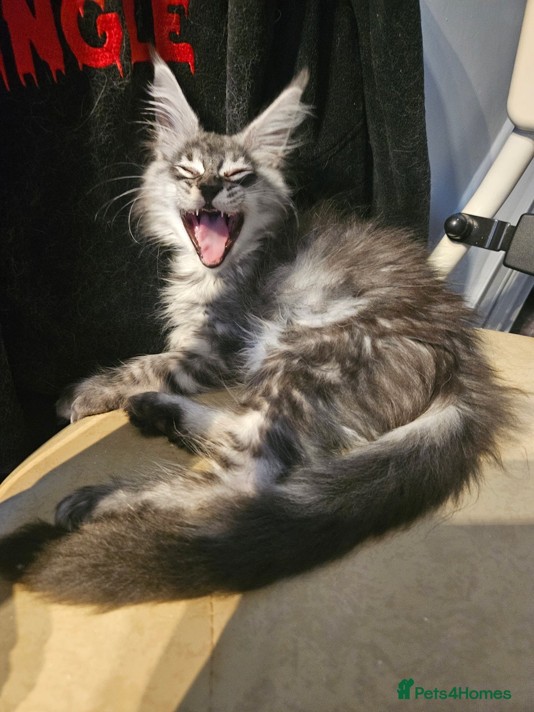 Maine Coon cats for sale:  💖💖 XL MAINE COON *💖💖 ACTIVE 💖💖READY NOW - Advert 11