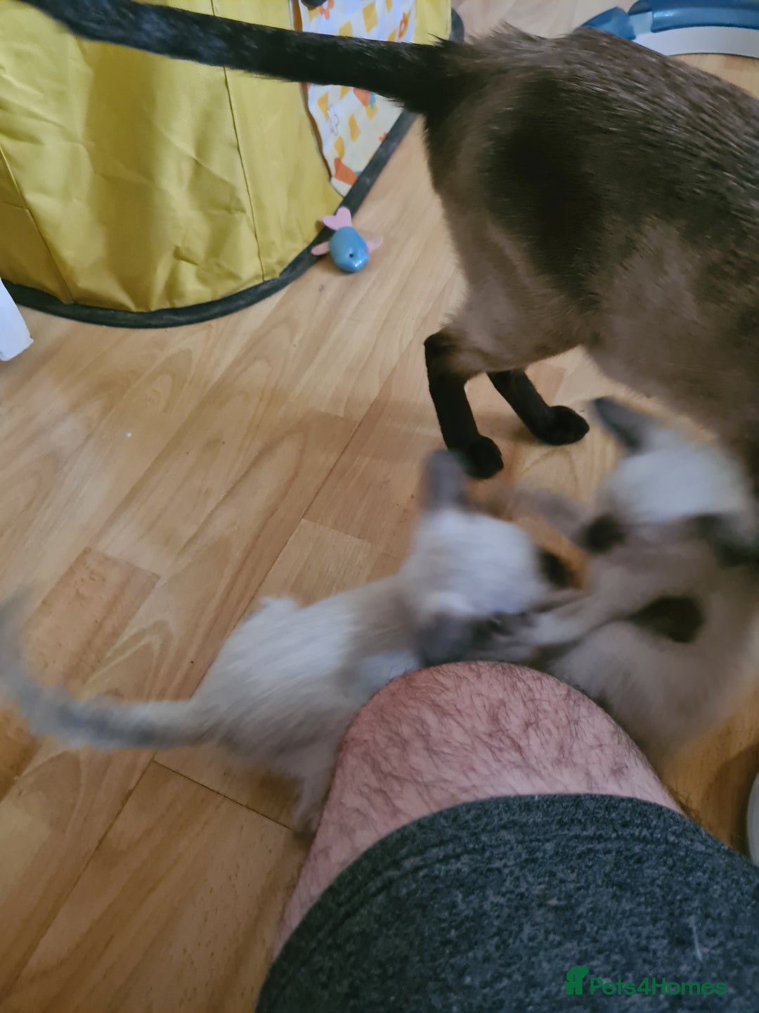 Siamese cats for sale: GCCF Registered Seal Point Boys - Image 8