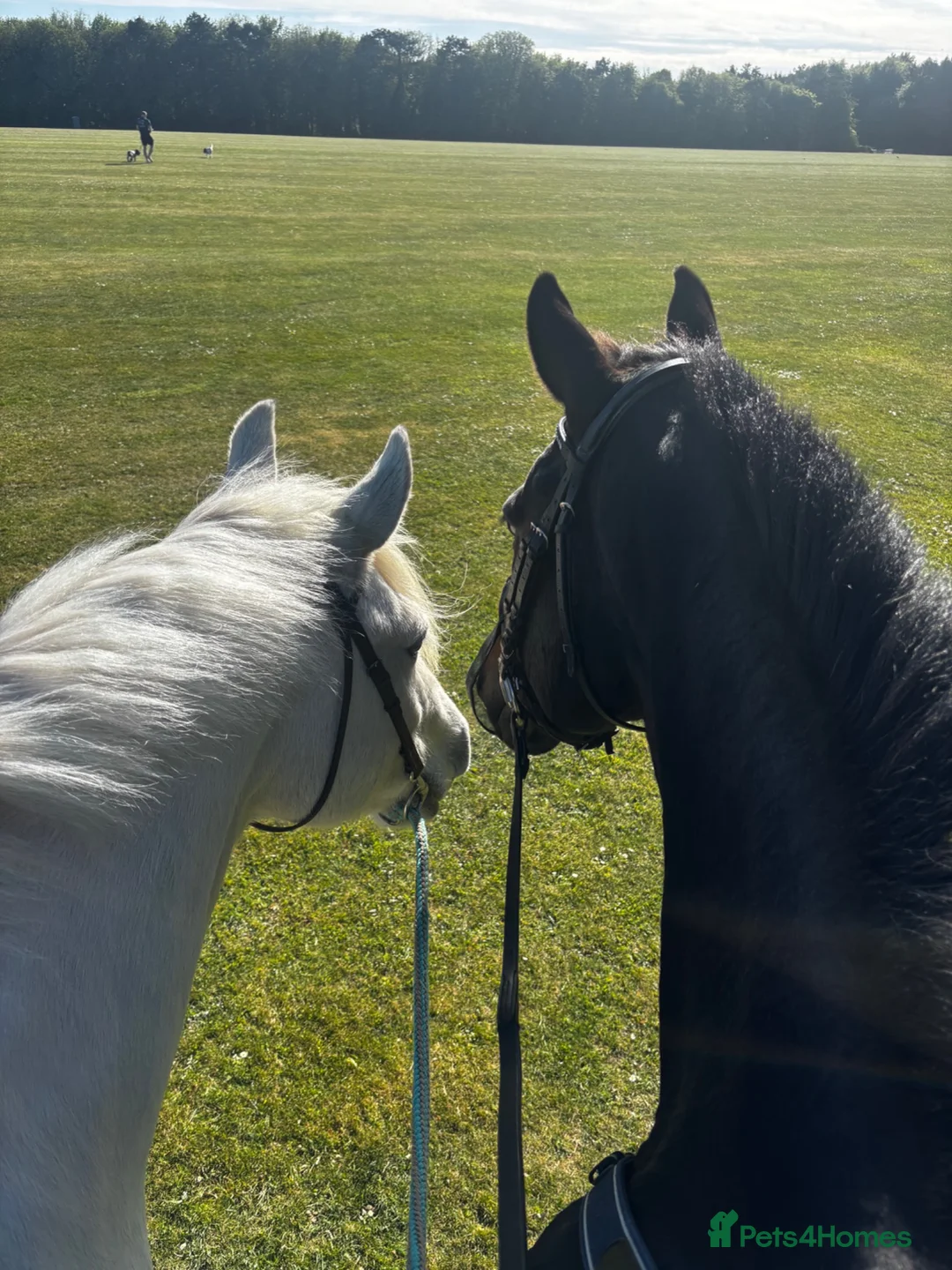 Irish Thoroughbred horses for sale: Buster Edwards, thoroughbred 4 sale in Andover - Advert 4