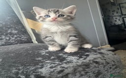 American Shorthair cats for sale: Kittens  - Image 5