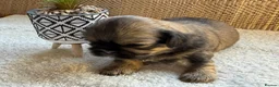 Shih Tzu dogs for sale: 🐾 Beautiful Shih Tzu Puppies Available 🐾 - Advert 16