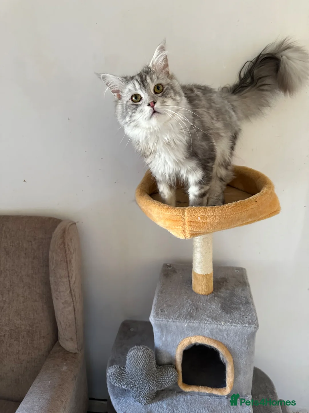 Maine Coon cats for sale: 2 boys purebreed - Maincoon and British shorthair  - Advert 2