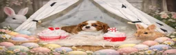 Cavalier King Charles Spaniel dogs for sale: Beautiful Cavalier Puppies available 😍  - Advert 24