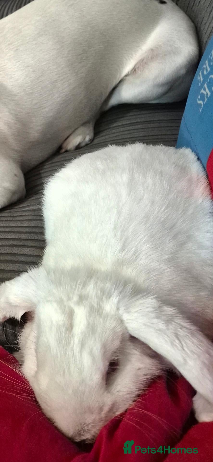 Mini Lop rabbits 5 and a half month old white buck - Advert 2