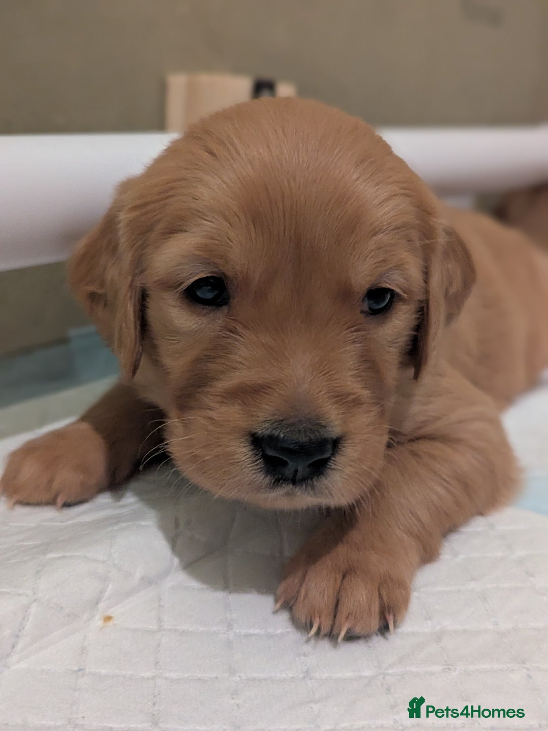 Golden Retriever dogs for sale: KC Registered Golden Retriever Puppies  - Advert 34