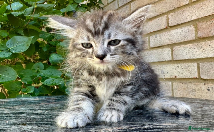 Maine Coon cats - Advert 3