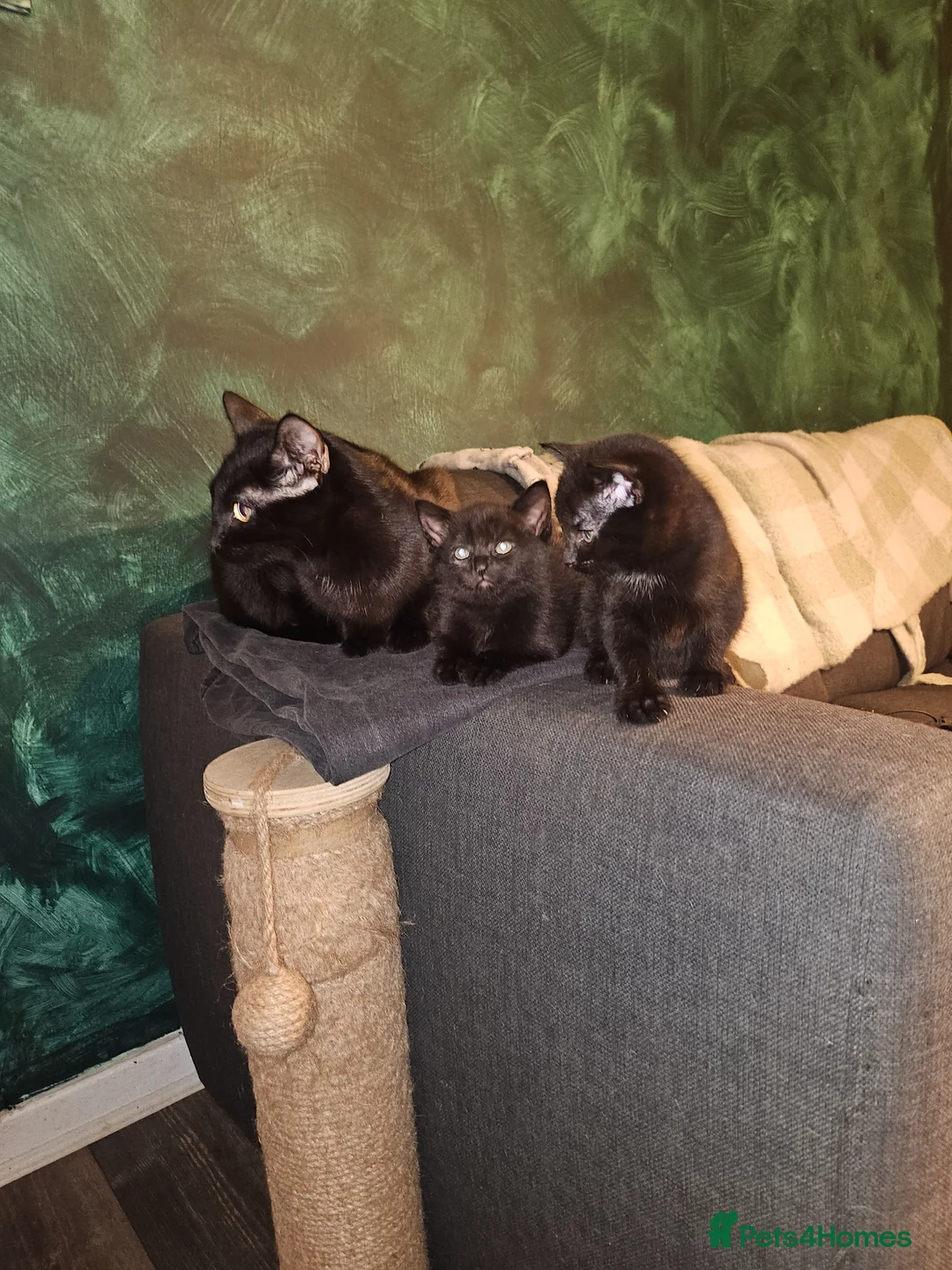 Mixed Breed cats for sale: Kittens  - Advert 1