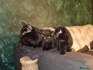 Mixed Breed cats Kittens - Advert 7