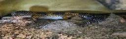 Leopard Gecko reptiles for sale: Leopard gecko and vivarium  in Wakefield - Advert 1