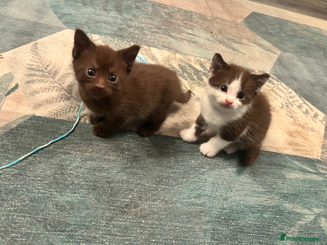 British Shorthair cats for sale: Three gorgeous boys looking for forever homes - Image 1