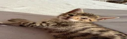 Bengal cats for sale: Kittens in Taunton - Advert 14