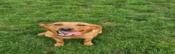 Labrador Retriever dogs for sale: 6 BEAUTIFUL FOX RED KC LABS, HEALTH TESTED PARENTS - Advert 20