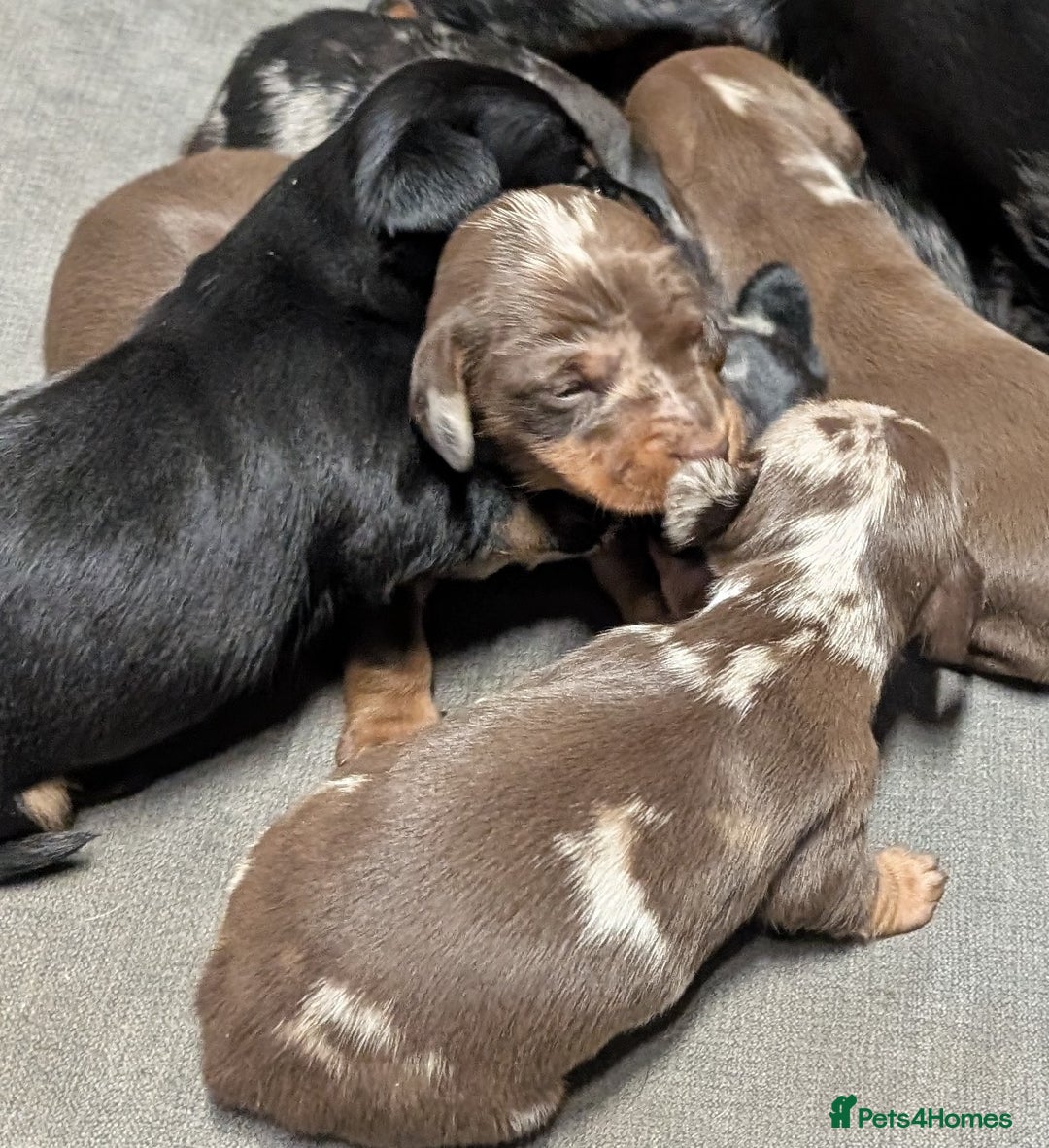 Miniature Dachshund dogs for sale: Quality KC/PRA clear Miniature Dachshund Puppies  - Image 6