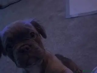 French Bulldog dogs Fluffy French bulldog puppy - Advert 2