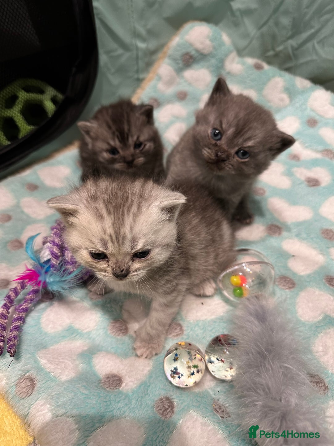 British Shorthair cats for sale: GORGEOUS BSH KITTENS in Oldham - Image 17