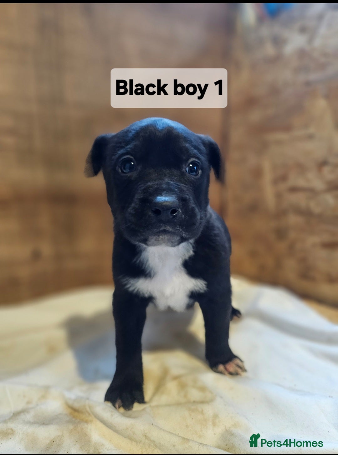 Mixed Breed dogs for sale: German shepard x rottweiler pups - Advert 6