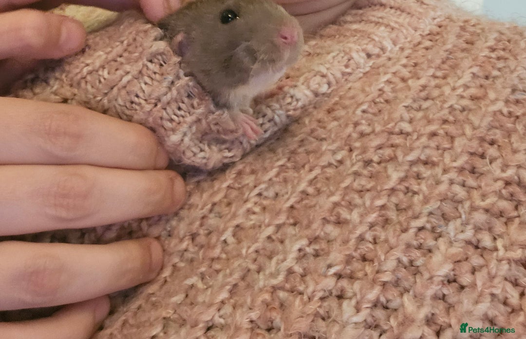 Rat rodents for sale: Rats  - Image 14
