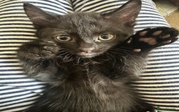 Domestic Shorthair cats for sale: 4 boy kittens  - Image 3