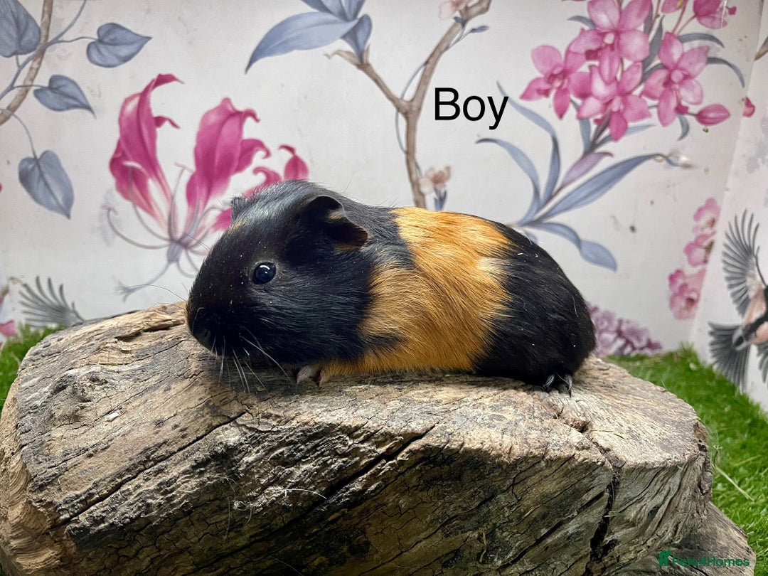 Guinea Pig rodents for sale: Baby guinea pigs female and male  - Advert 5
