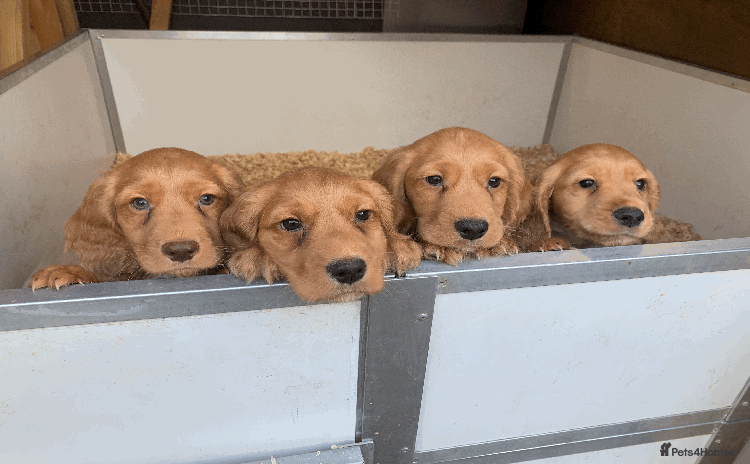 Cocker Spaniel dogs - Advert 7