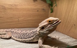 Bearded Dragon reptiles for sale: Bearded dragon  - Image 2