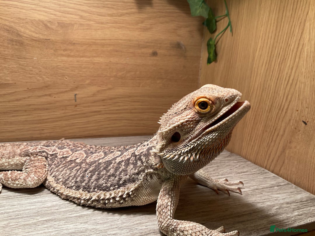 Bearded Dragon reptiles for sale: Bearded dragon  - Image 2