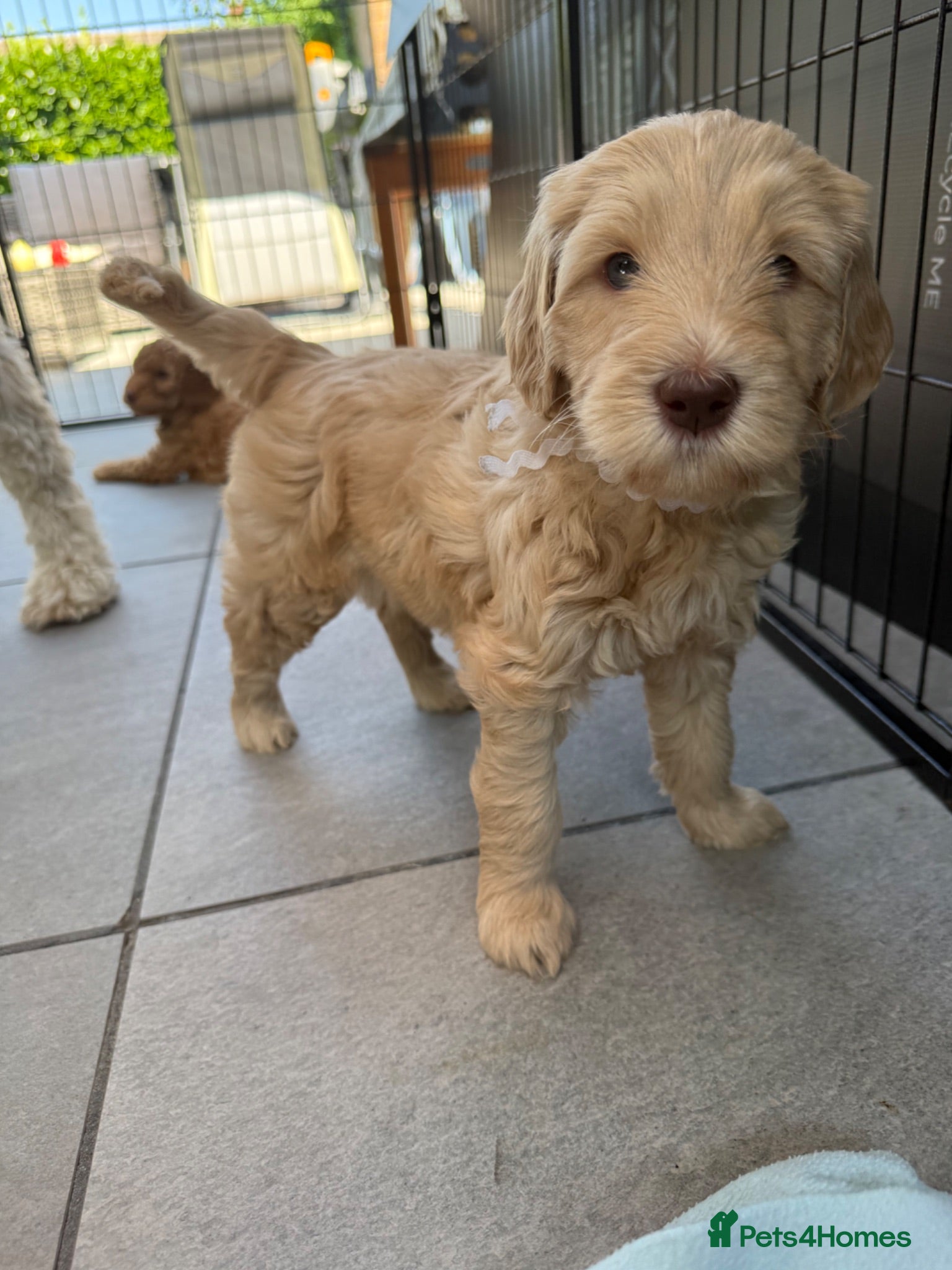 Mixed Breed dogs Multigeneration Cream/Apricot Double Labradoodles  - Advert 2