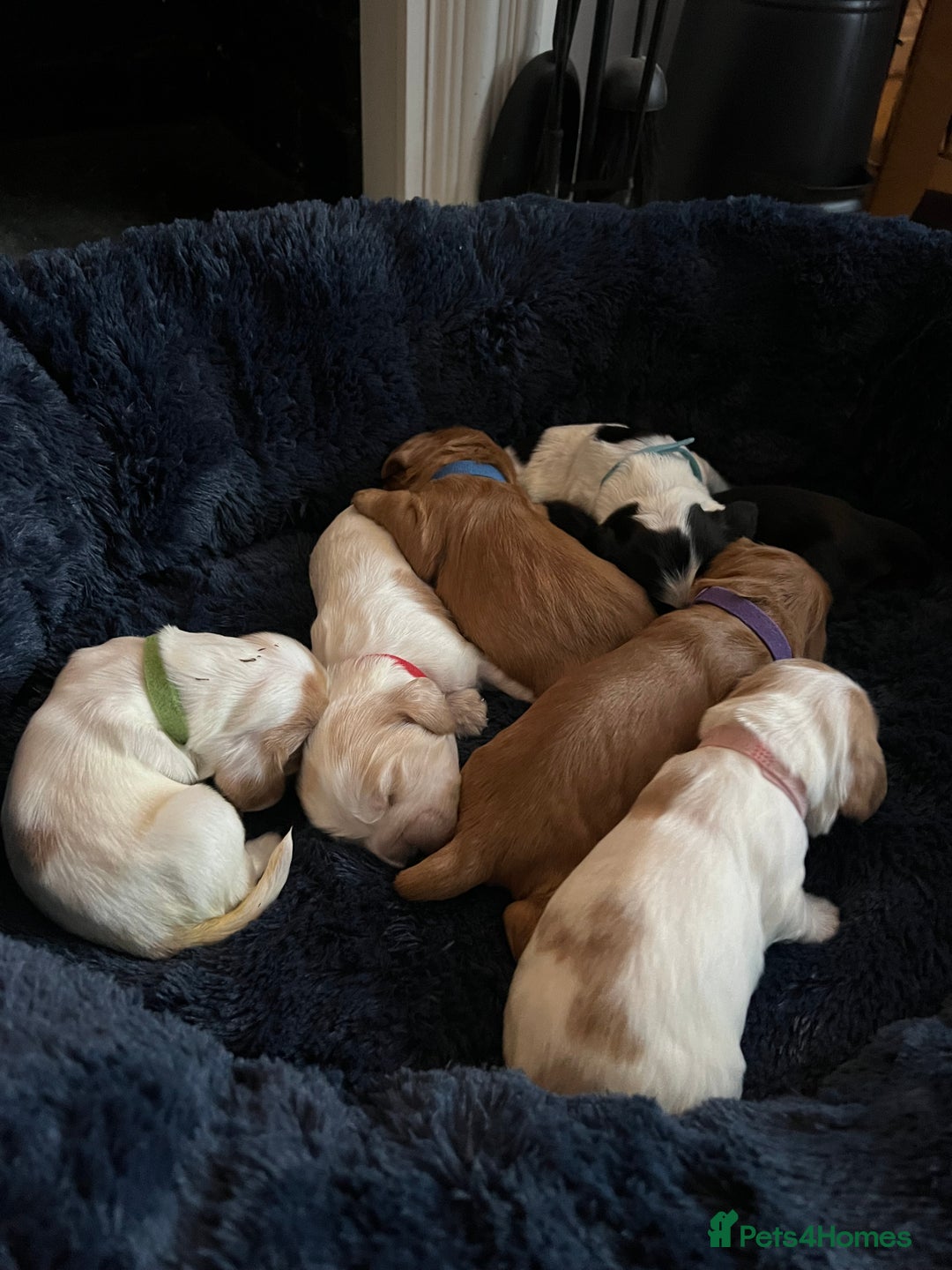 Cocker Spaniel dogs for sale: Show Cocker Spaniel Puppies - Advert 4