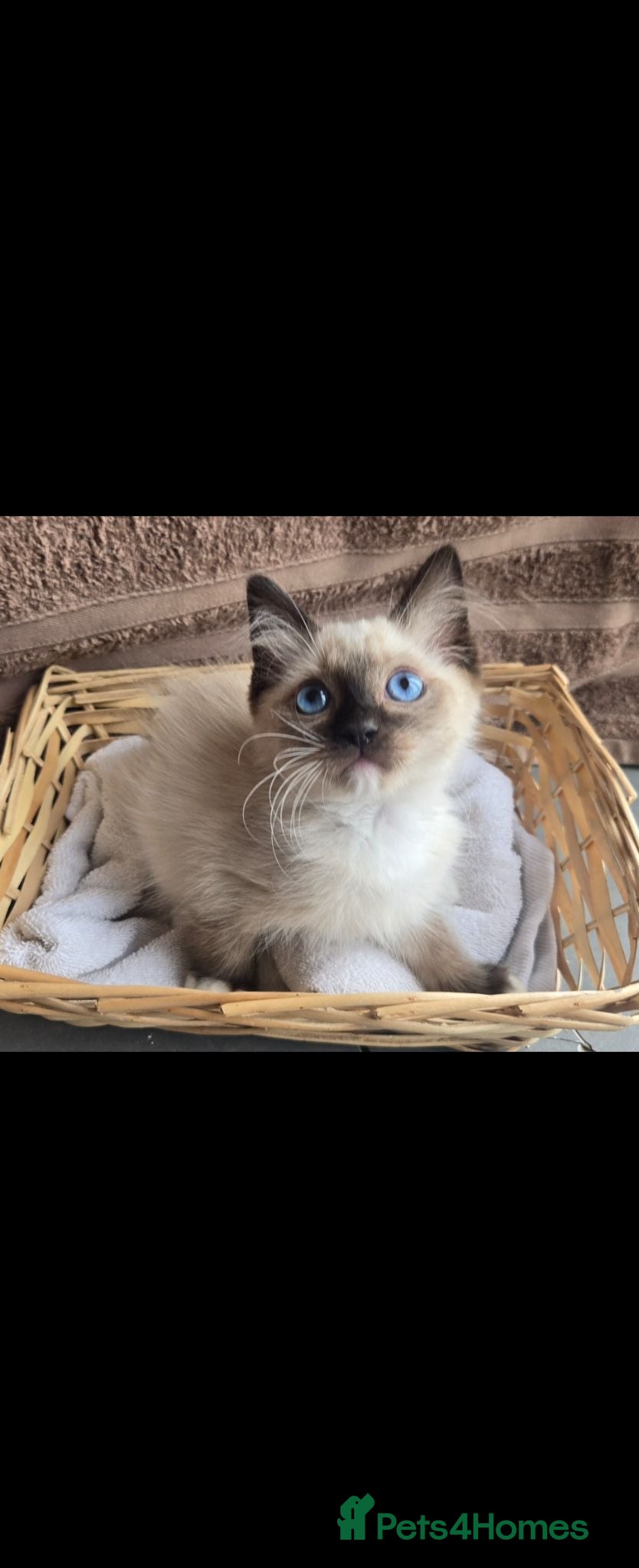 Ragdoll cats Ragdoll kittens  - Advert 4