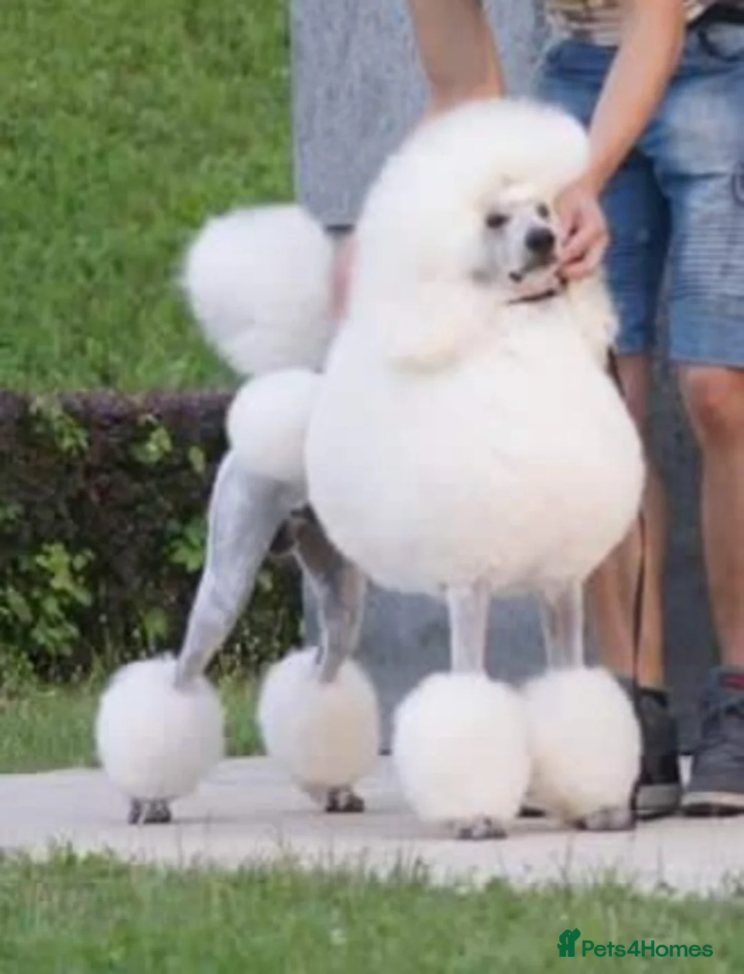 Standard Poodle dogs for stud: Standard Poodle Stud Dog - Int. champion bloodline in Ayr - Advert 3