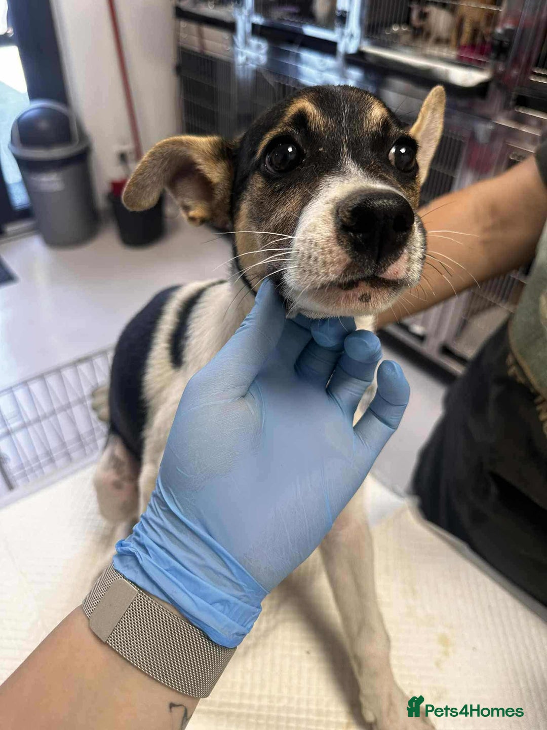 Mixed Breed dogs for adoption: 🍶Milkshake🍶 needs a home!  - Image 6