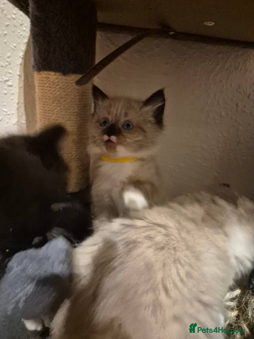 Mixed Breed cats for sale: Half Ragdoll kittens  - Advert 15