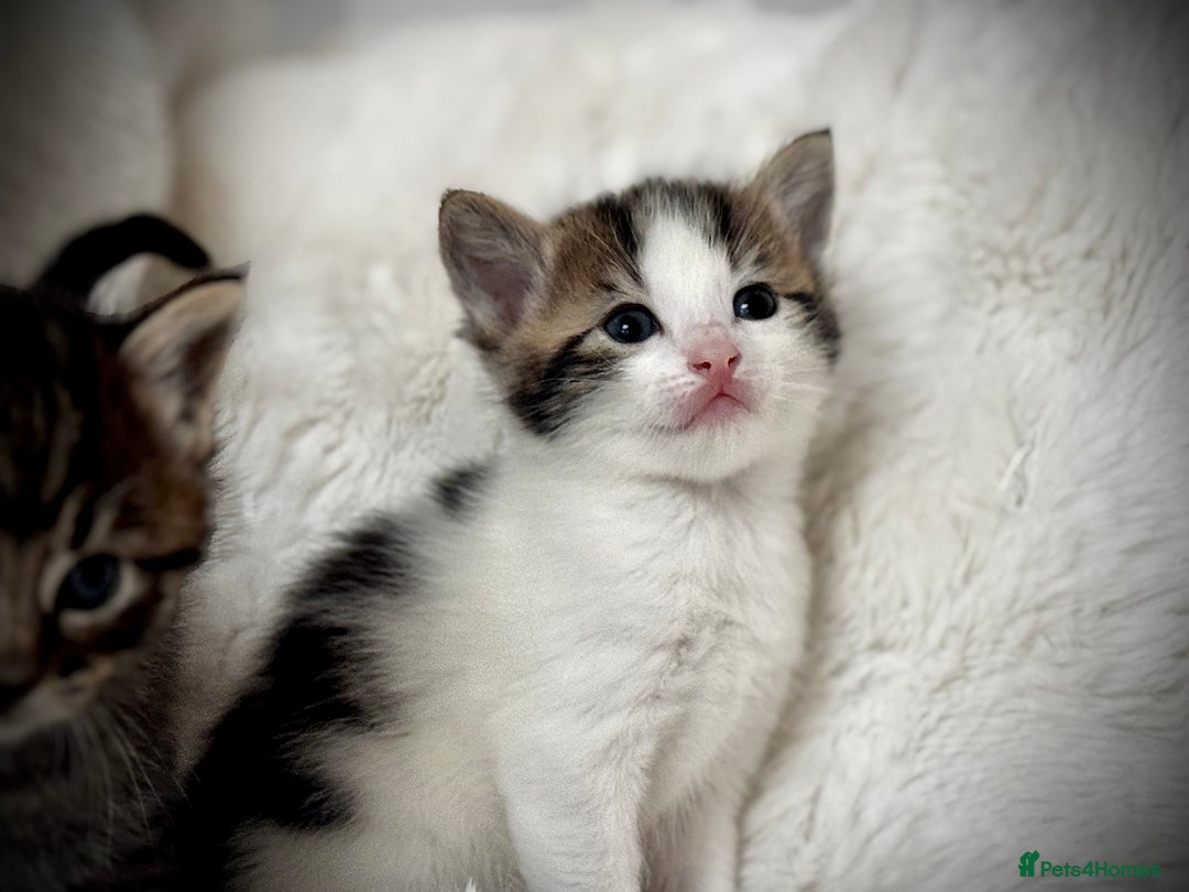 Mixed Breed cats for sale: 🌟 Exquisite Ragdoll × Bengal Kittens 🌟 - Advert 36