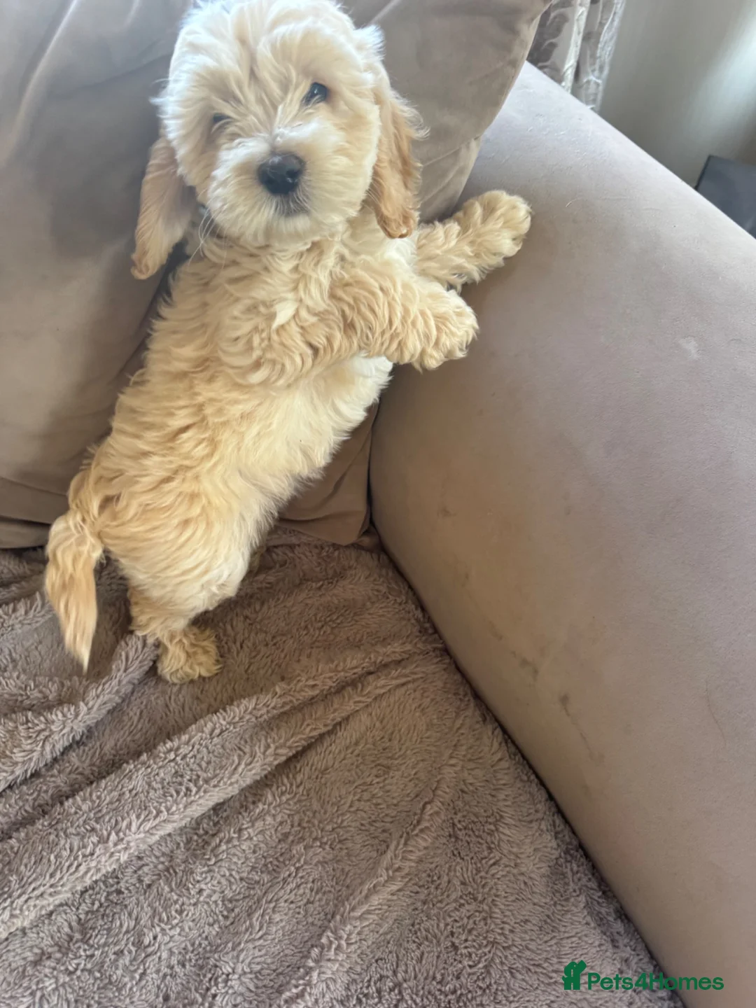 Cockapoo dogs for sale: Cockapoo puppies fully vaccinated  - Advert 2