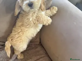 Cockapoo dogs Cockapoo puppies vet checked - Advert 3