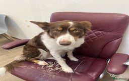 Border Collie dogs for sale: A lovely Border Collie girl looking a new home - Image 3