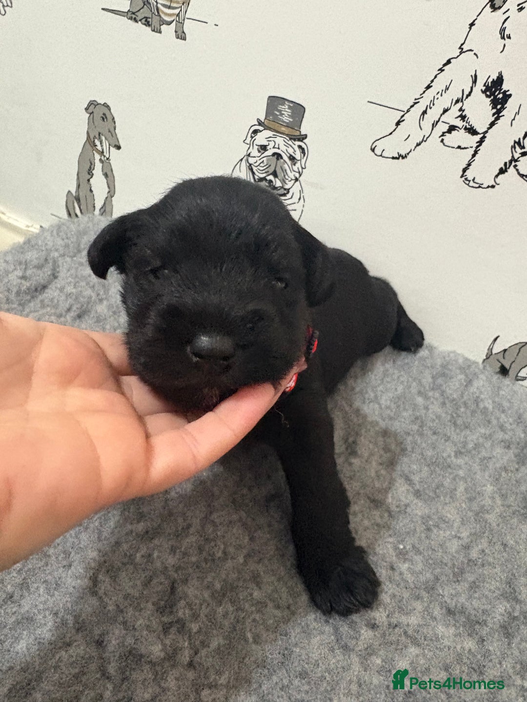 Miniature Schnauzer dogs for sale: KC Registered Miniature Schnauzer Puppies  - Advert 7