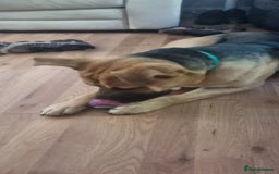 Mixed Breed dogs for sale: German Shepherd Cross staffy - Image 3