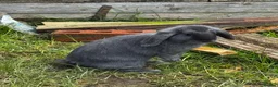 Mixed Breed rabbits for sale: Mini Lop/Angora White Boy Grey Girl in Blackburn - Advert 4