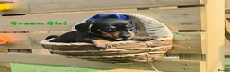 Miniature Dachshund dogs for sale: LAST PUP! Miniature Dachshund Puppies 🐶🐾 - Advert 35