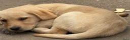 Labrador Retriever dogs for sale: Mixed litter black and blonde Labrador puppies  - Advert 36