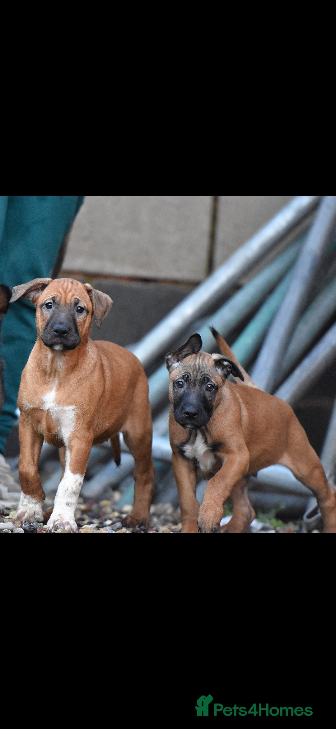 Mixed Breed dogs Bullherders top working lines  - Advert 14