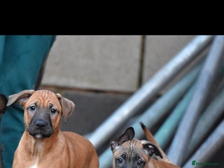 Mixed Breed dogs Bullherders top working lines - Advert 14