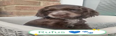 Cocker Spaniel 2