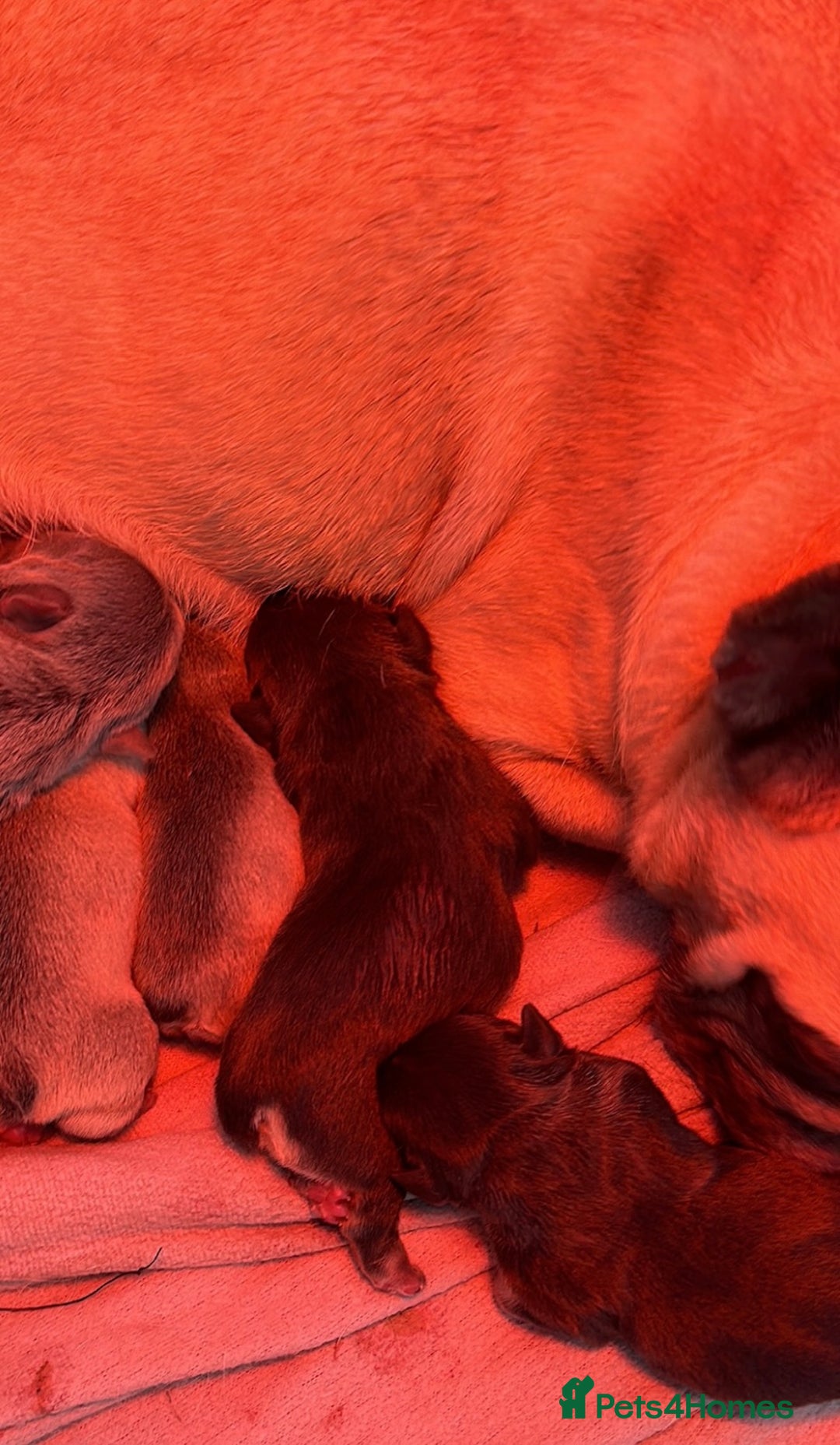 French Bulldog dogs for sale: Outstanding KC registered French Bulldog puppies - Advert 3