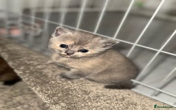 British Shorthair cats for sale: British shorthair kittens READY NOW❤️ - Image 15
