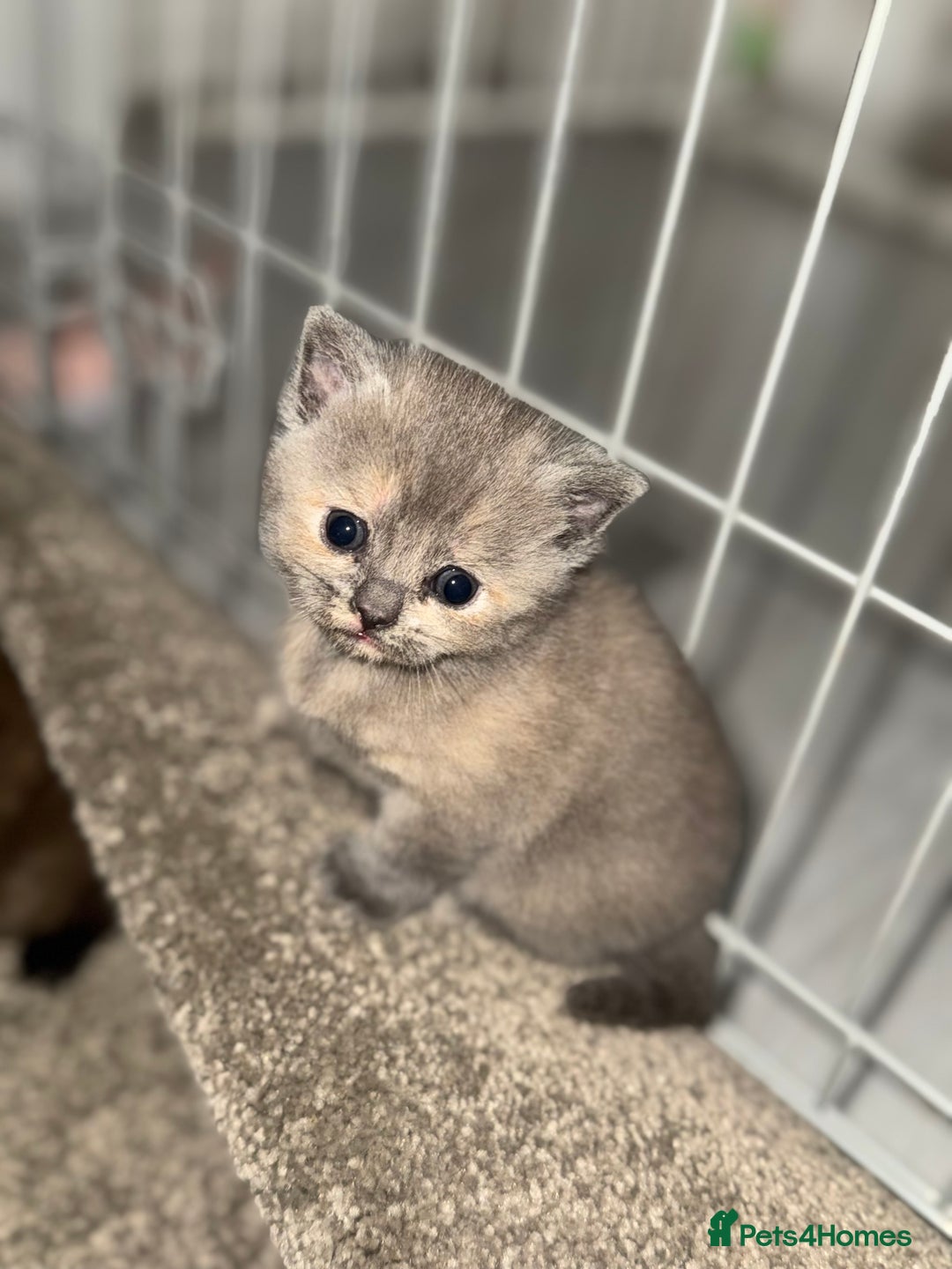 British Shorthair cats for sale: British shorthair kittens READY NOW❤️ - Image 15